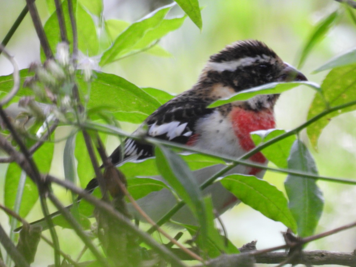 Rose-breasted Grosbeak - ML647478637