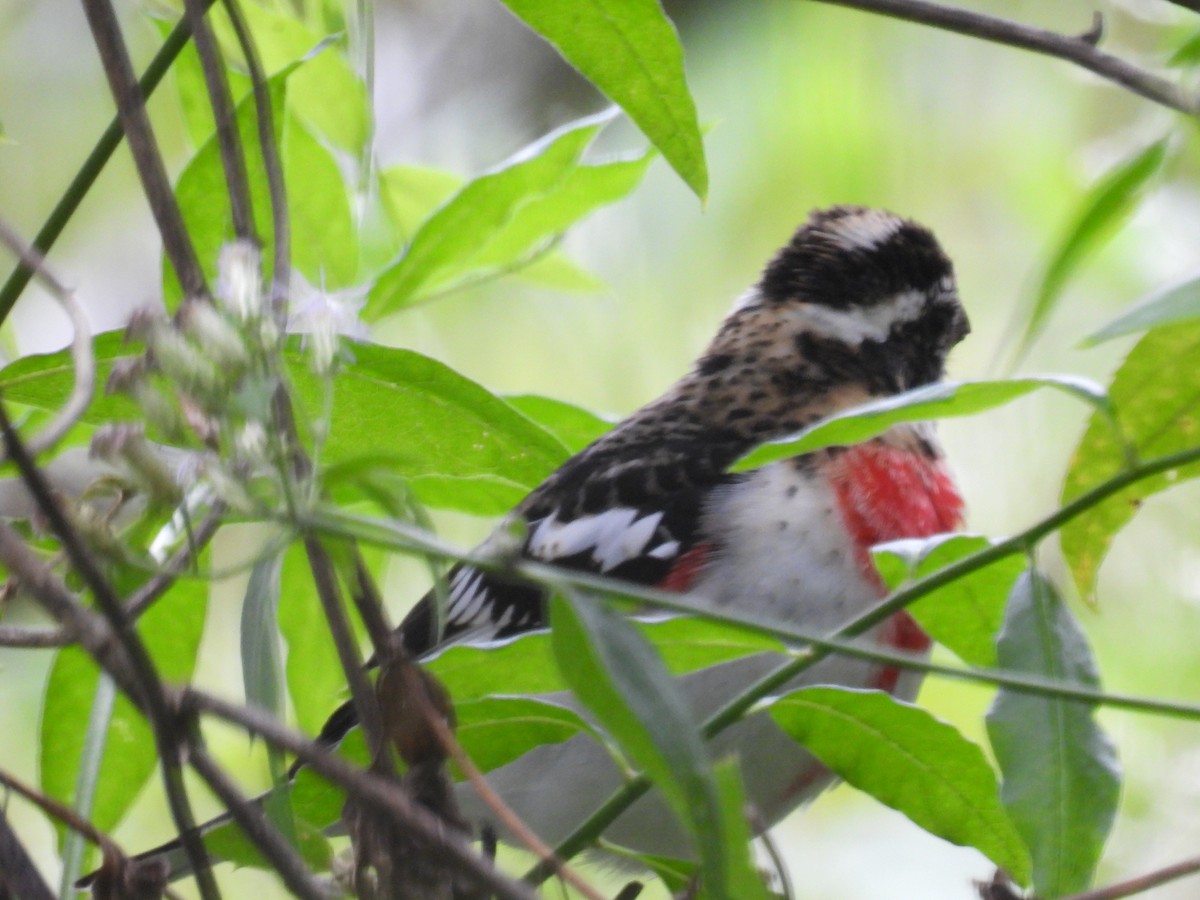 Rose-breasted Grosbeak - ML647478638