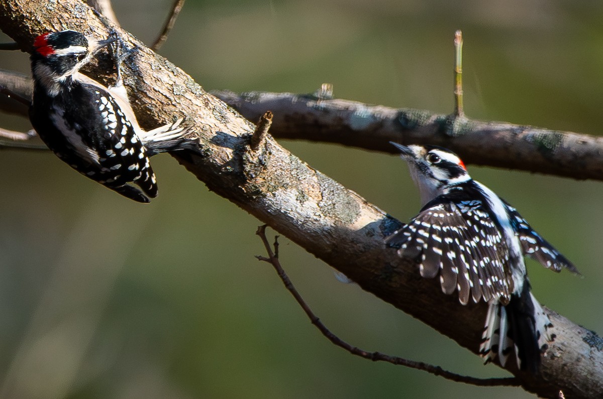 Downy Woodpecker (Eastern) - ML647478639
