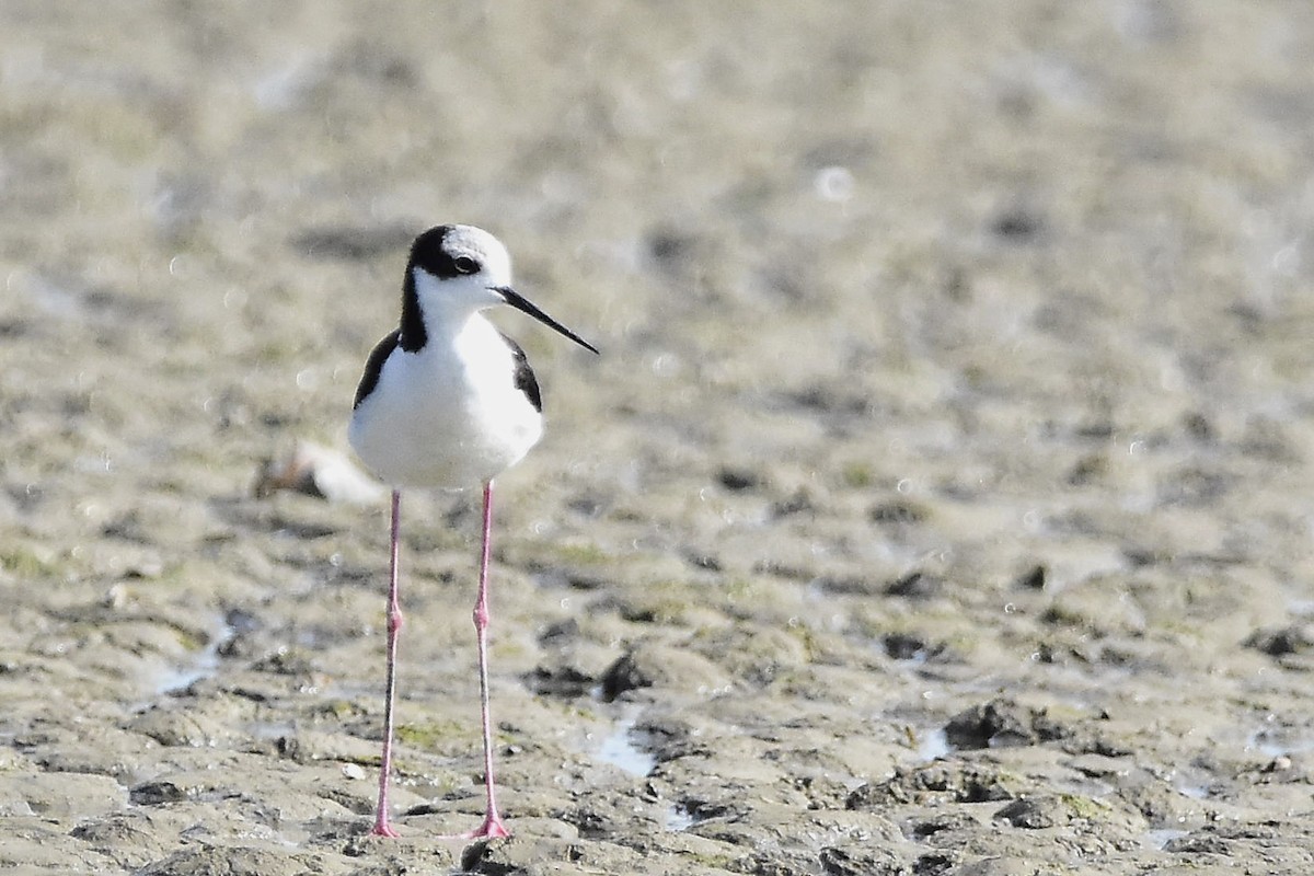 Black-necked Stilt - ML647478640