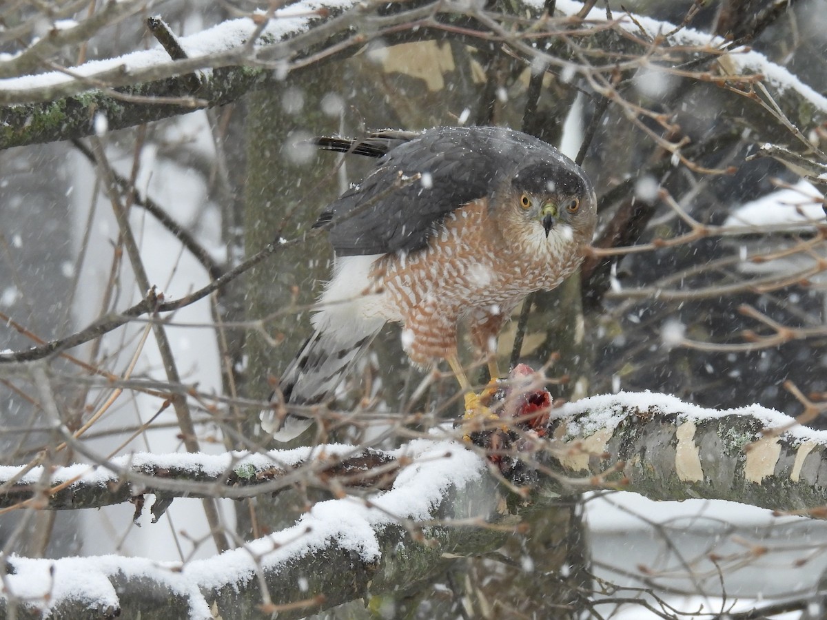 Cooper's Hawk - ML647478641