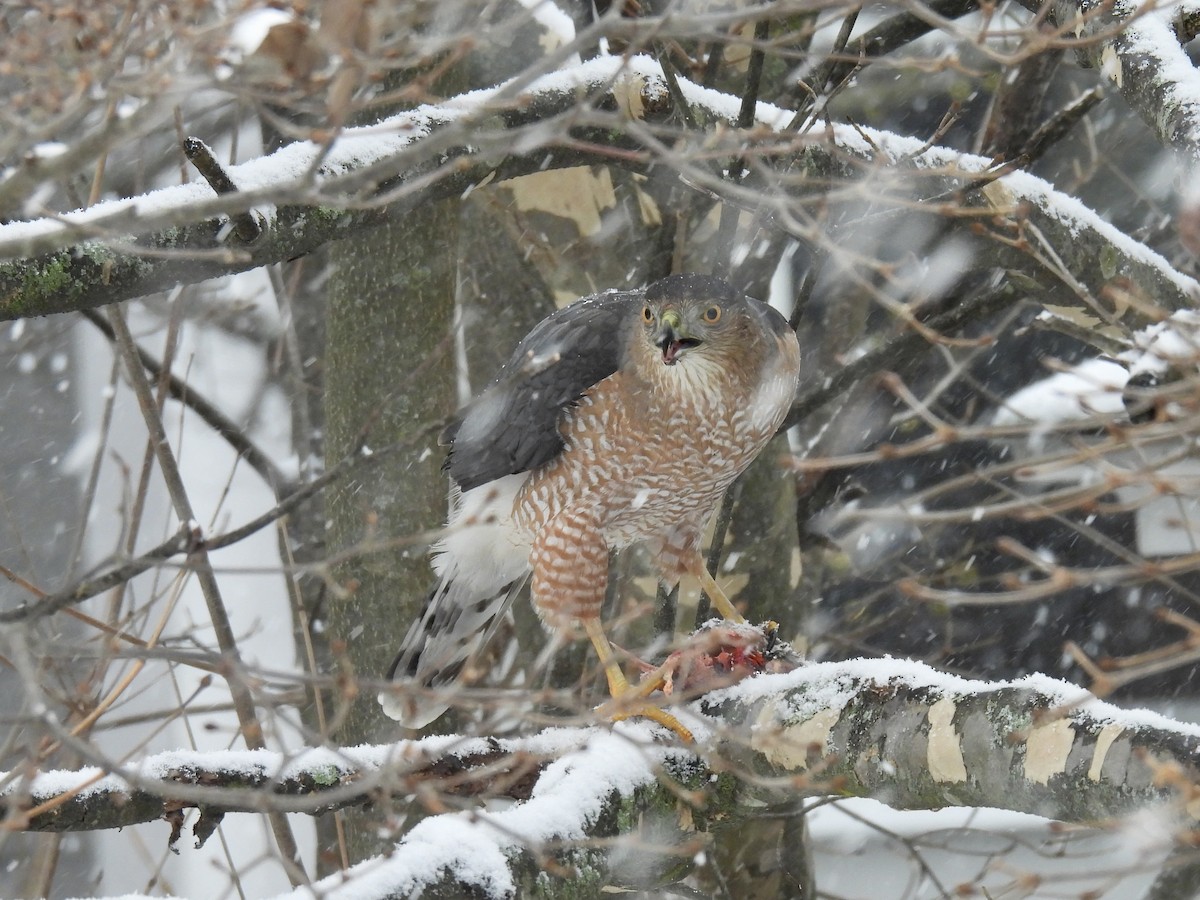 Cooper's Hawk - ML647478642