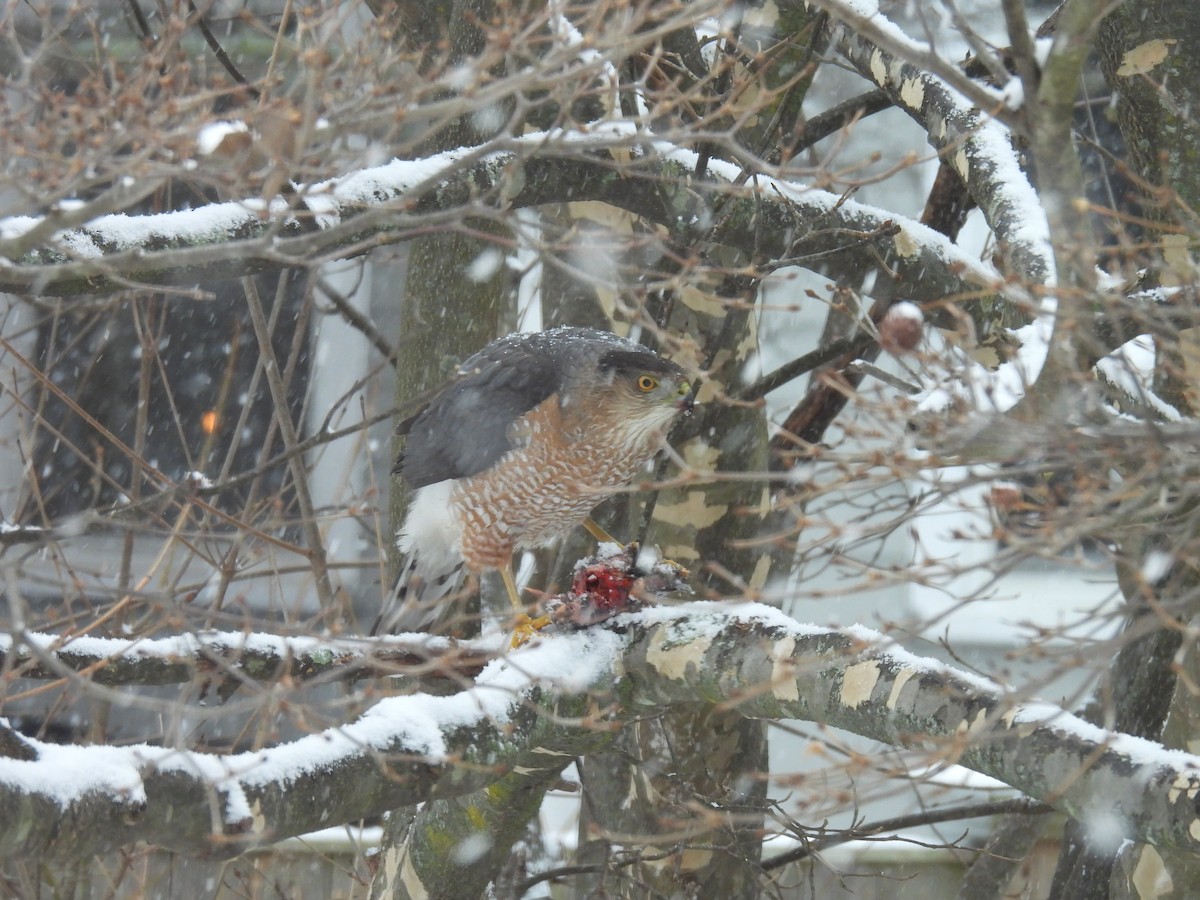 Cooper's Hawk - ML647478643