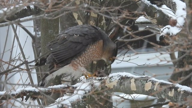 Яструб чорноголовий - ML647478644