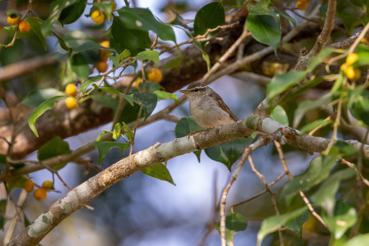 極北柳鶯 - ML647478645