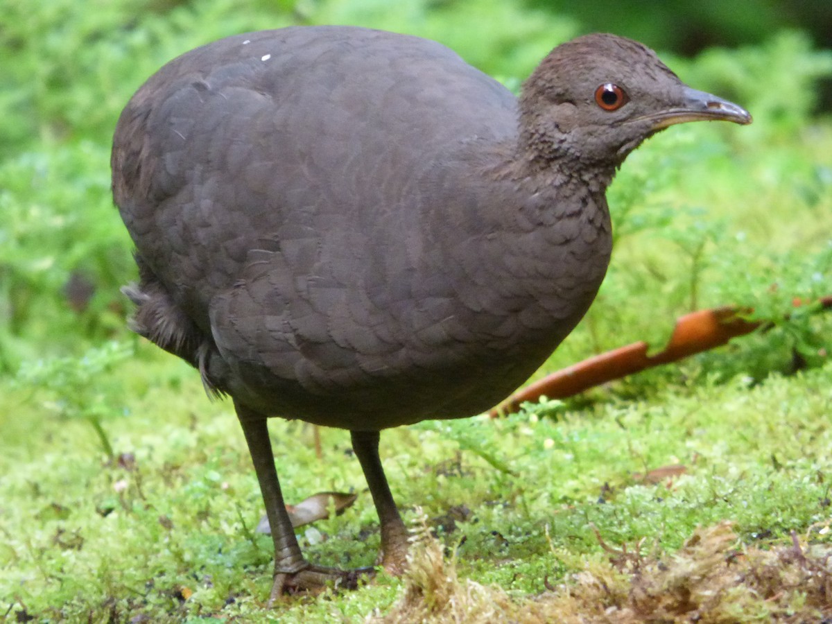 Cinereous Tinamou - ML647478646