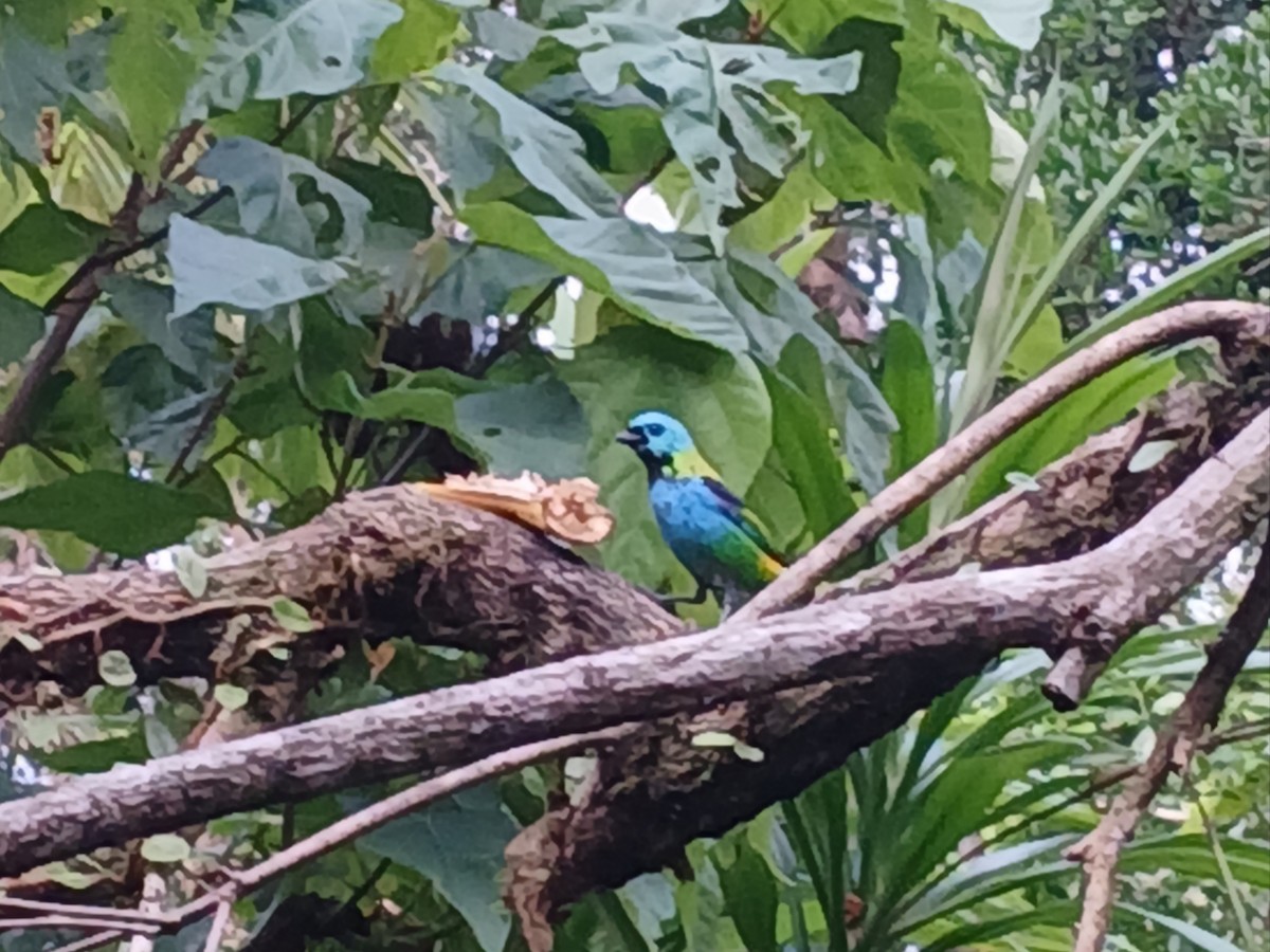 Green-headed Tanager - ML647478647