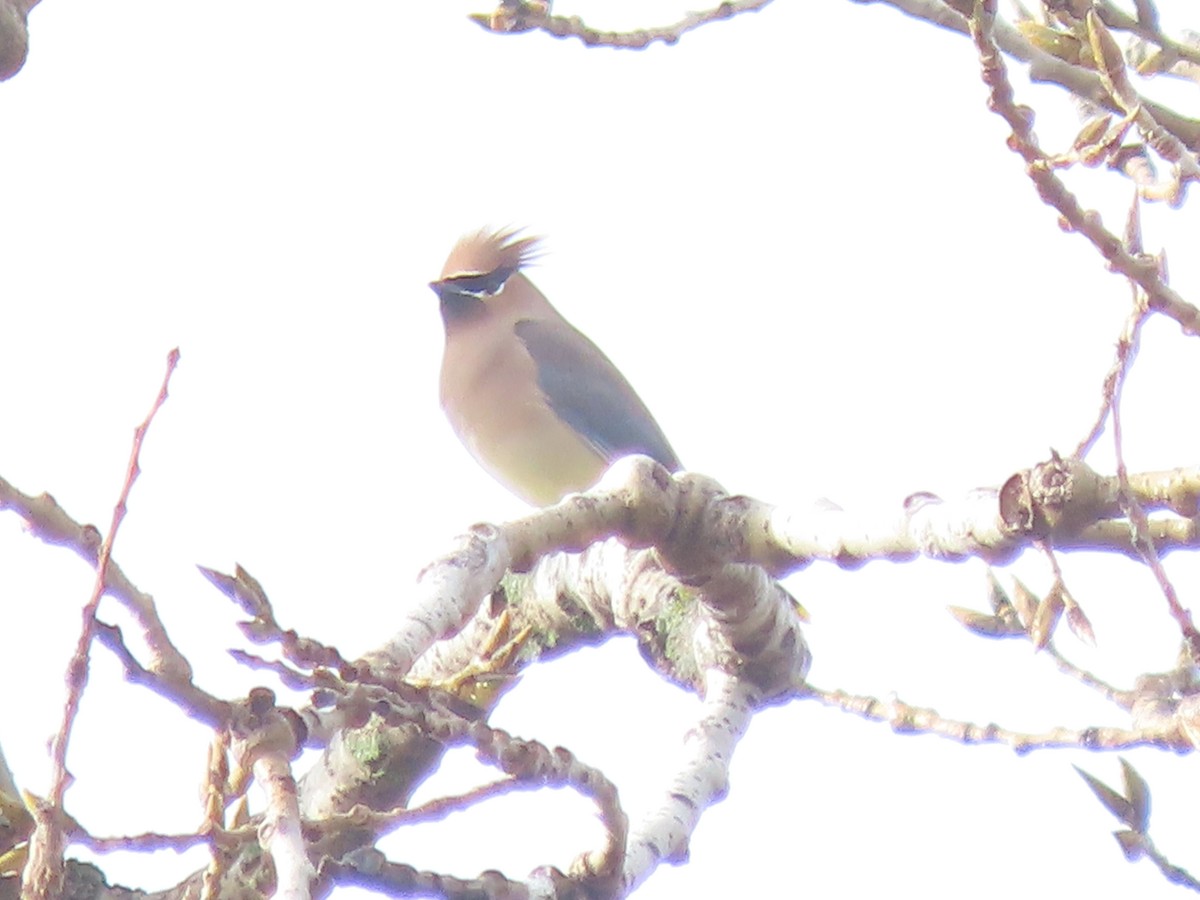 Cedar Waxwing - ML647478648