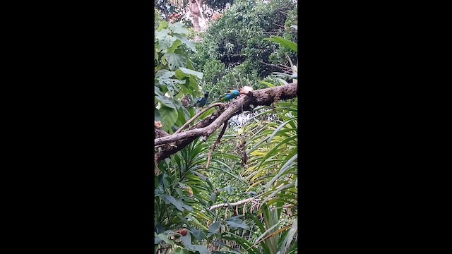 Танагра малахітова - ML647478649