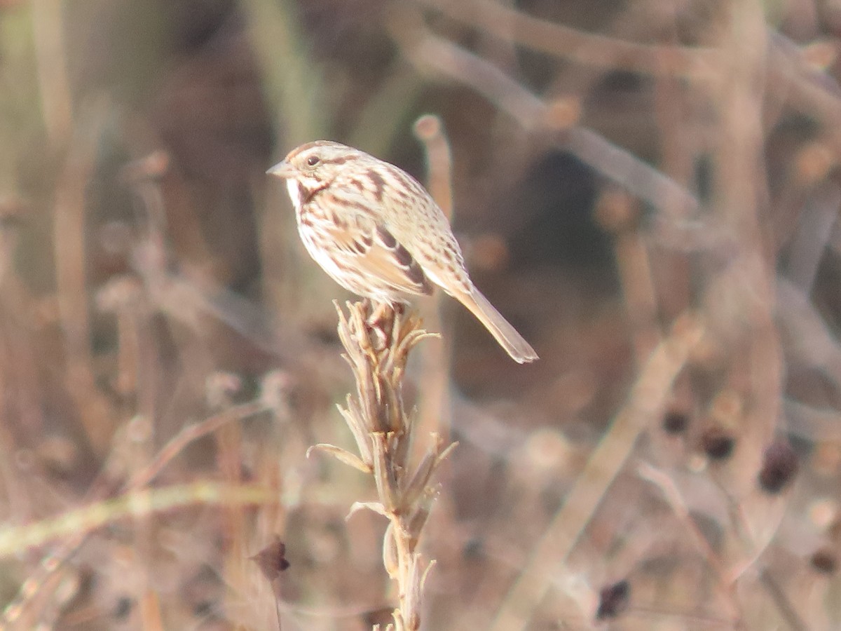 Song Sparrow - ML647478684