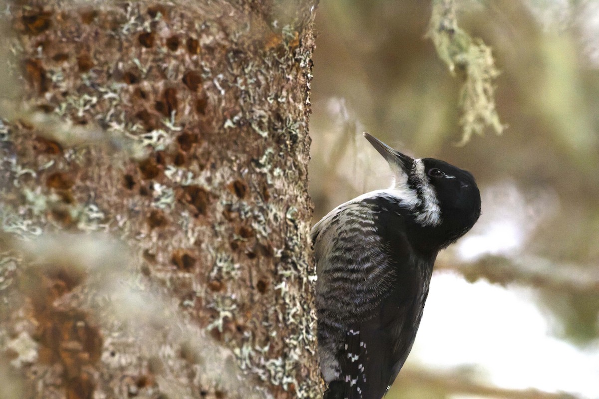 svartryggspett - ML647478691