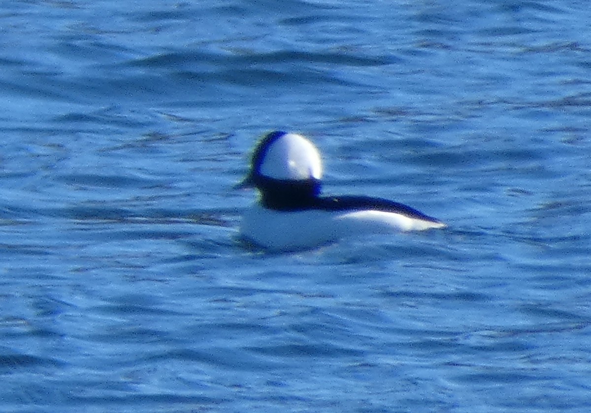 Гоголь-головастик - ML647478695