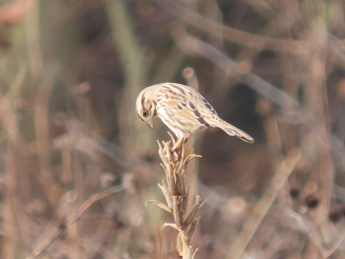 Song Sparrow - ML647478696