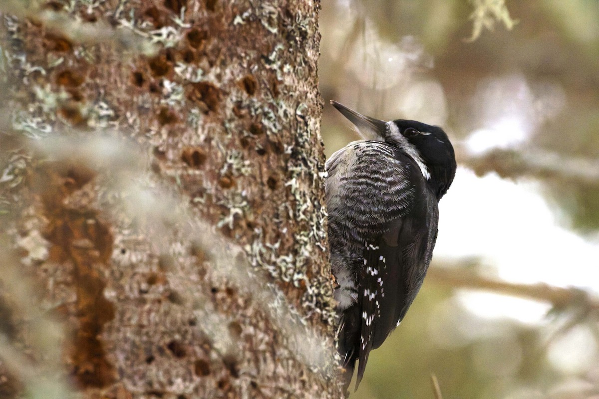 svartryggspett - ML647478699