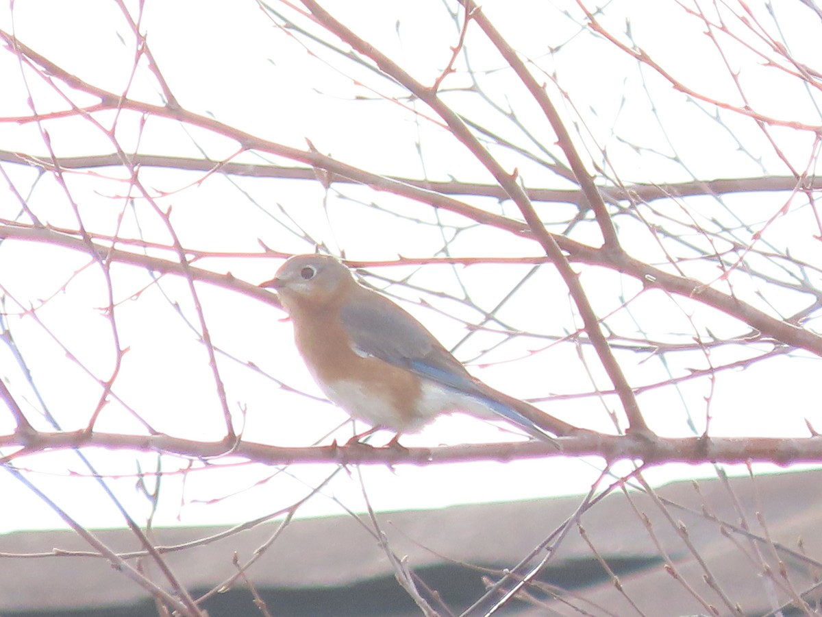 Eastern Bluebird - ML647478705