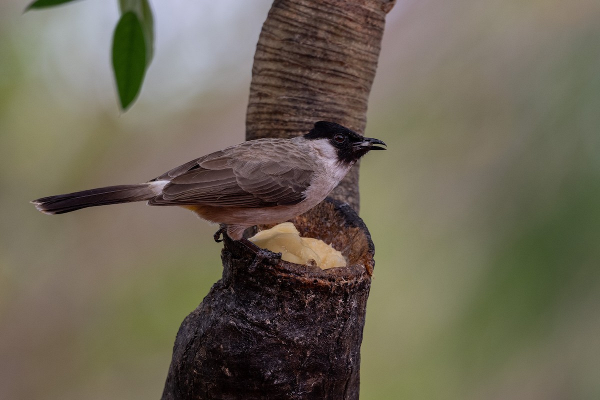 Sooty-headed Bulbul - ML647478706