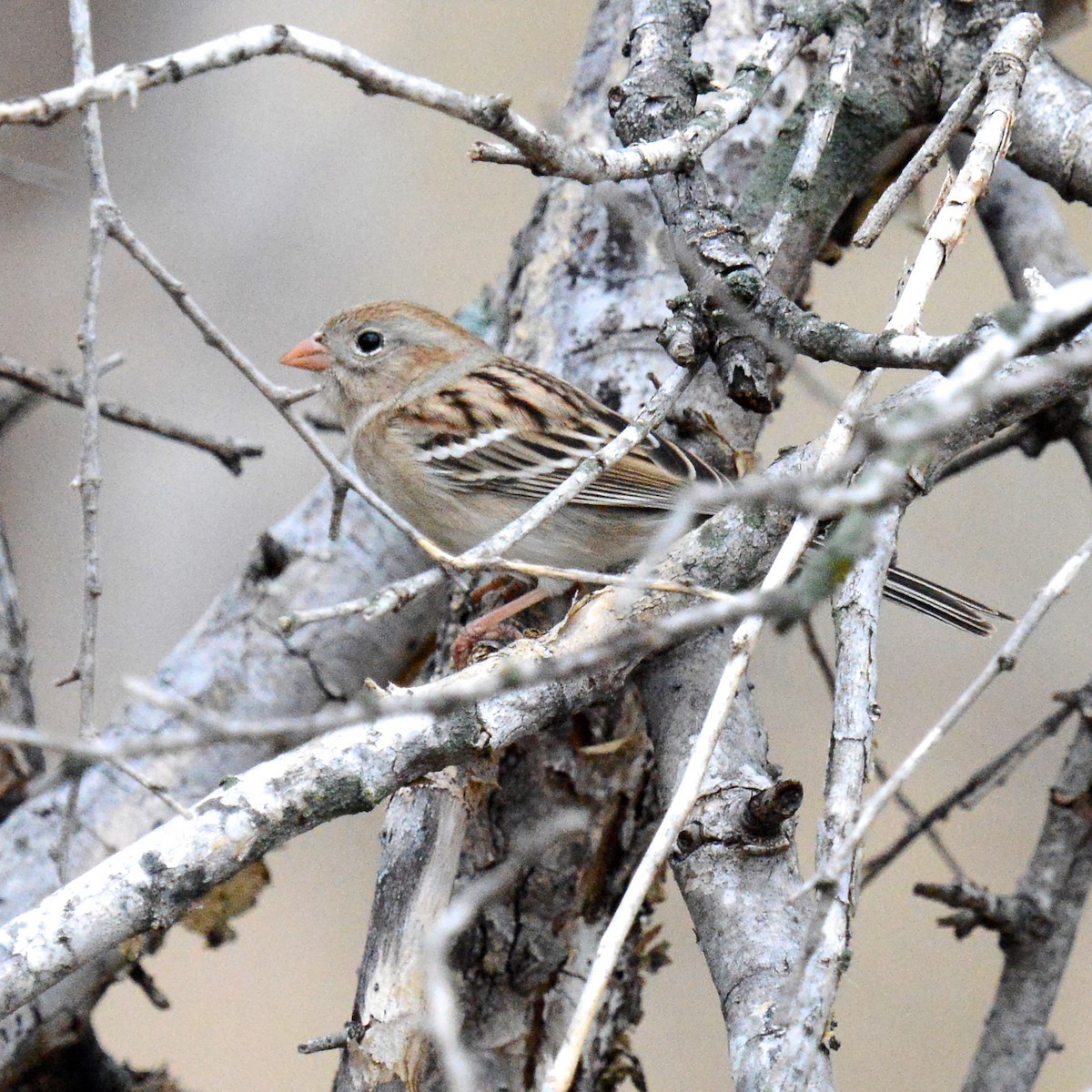 Field Sparrow - ML647478708