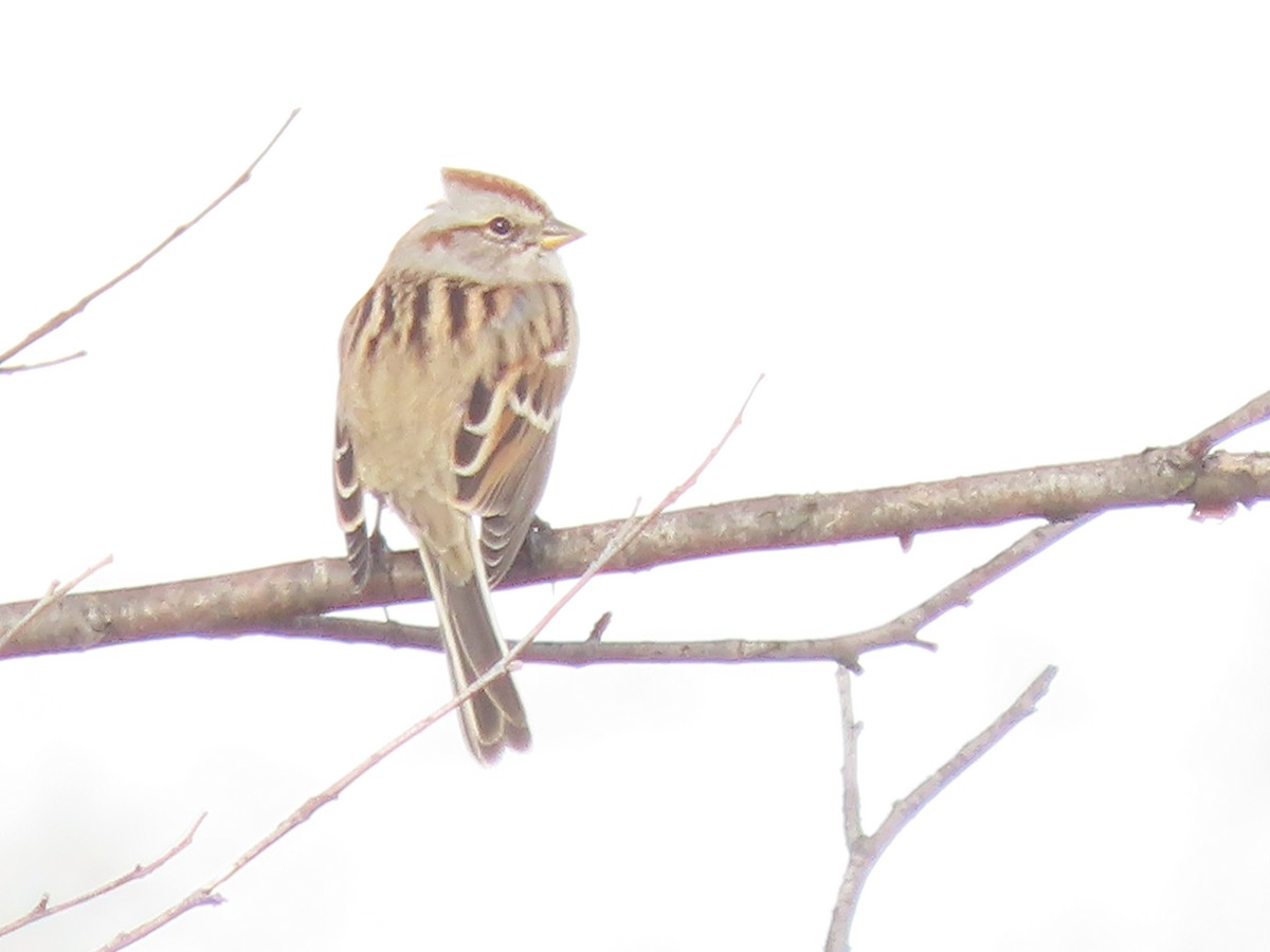 American Tree Sparrow - ML647478726