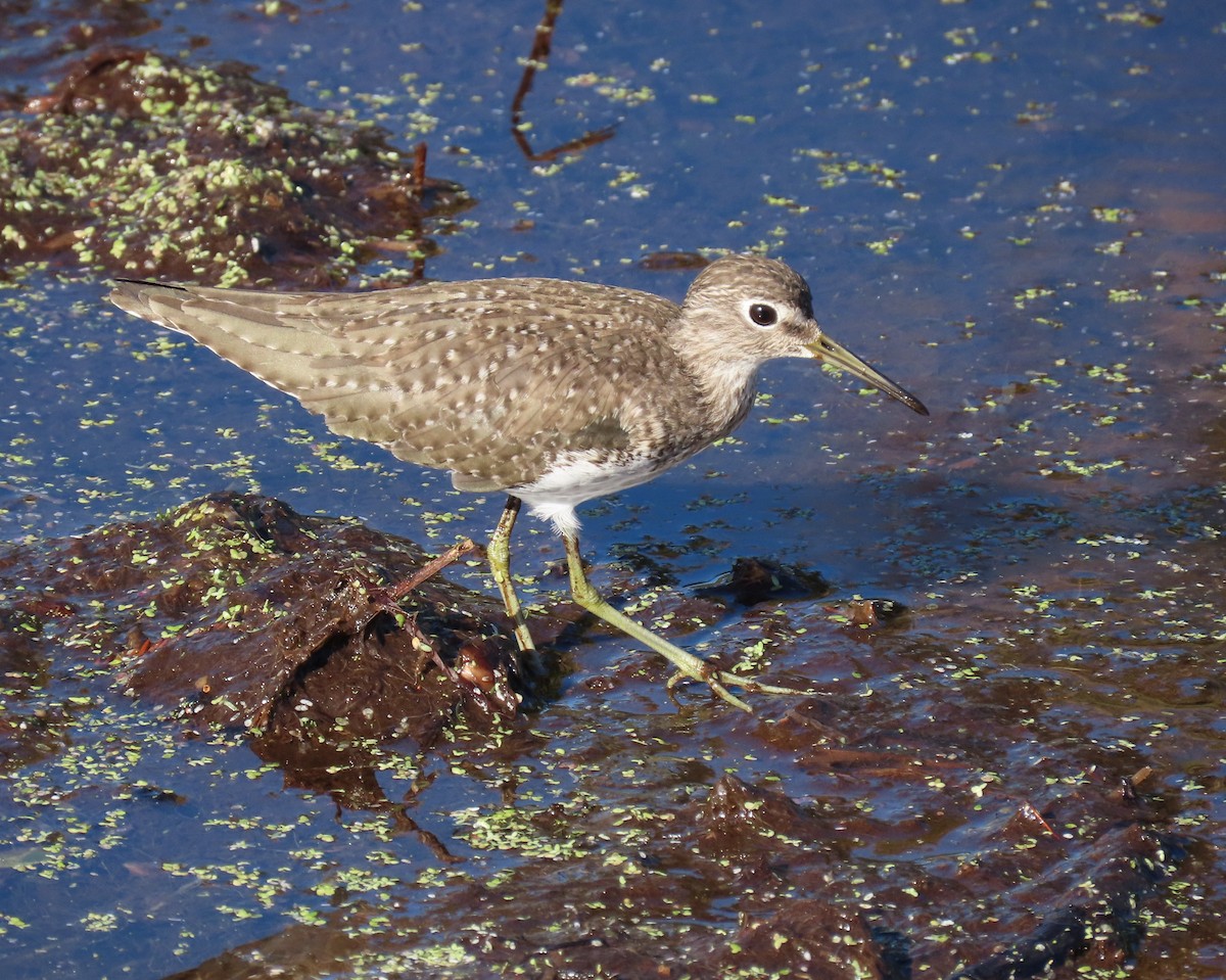 Solitary Sandpiper - ML647478737