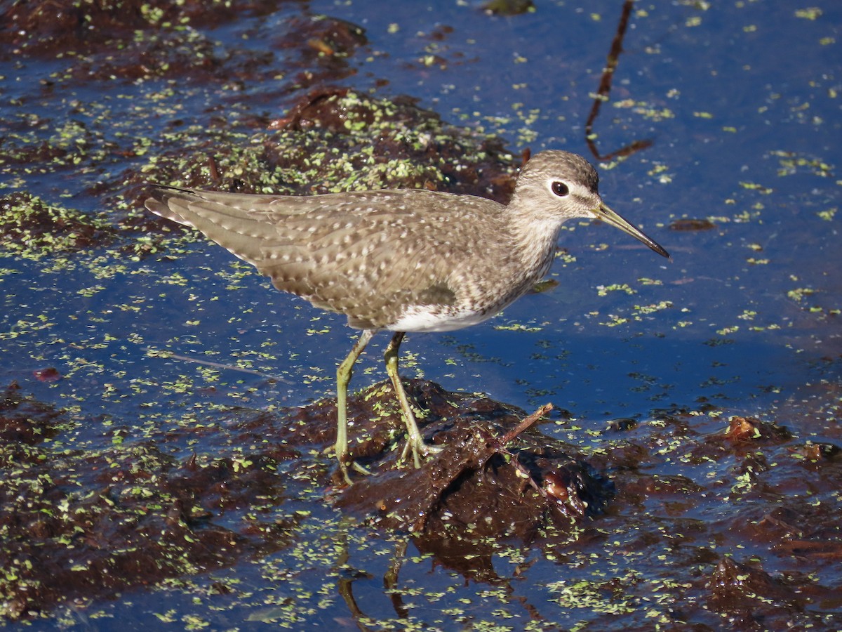 Solitary Sandpiper - ML647478741