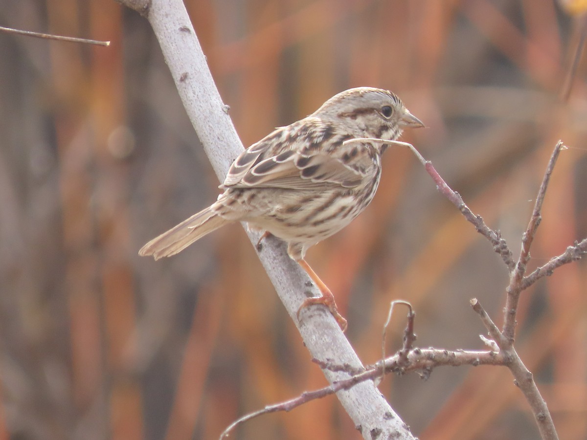 Song Sparrow - ML647478742