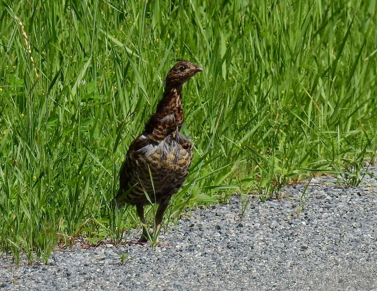 jeřábek kanadský - ML647478747