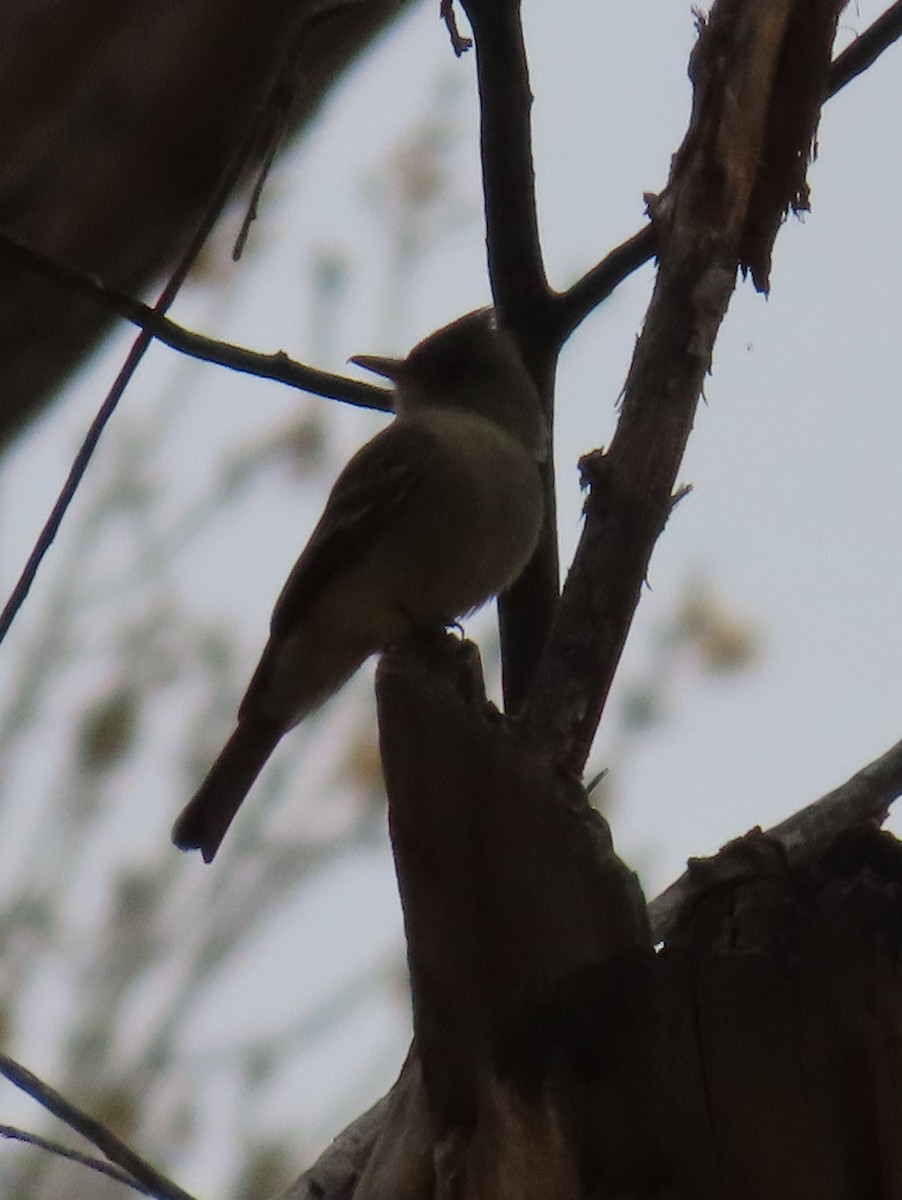 Піві великий - ML647478748