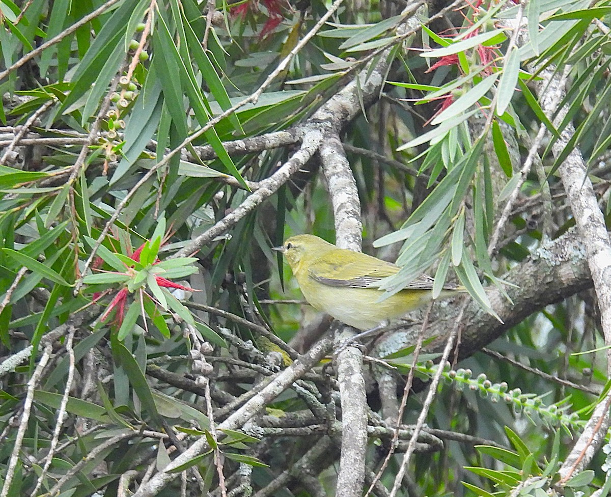 Tennesse Ötleğeni - ML647478759