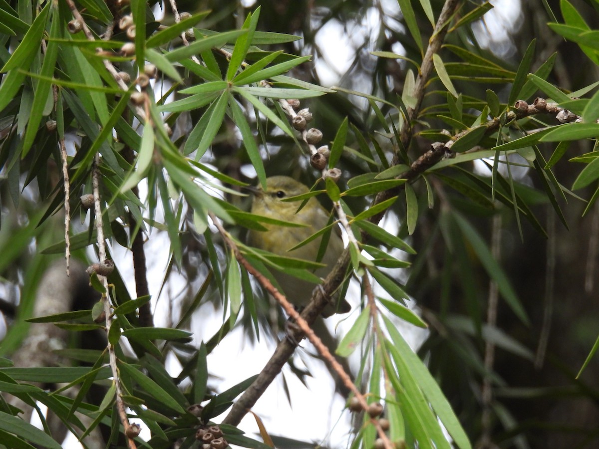 Tennesse Ötleğeni - ML647478760