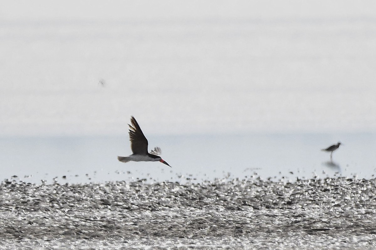 Black Skimmer - ML647478763
