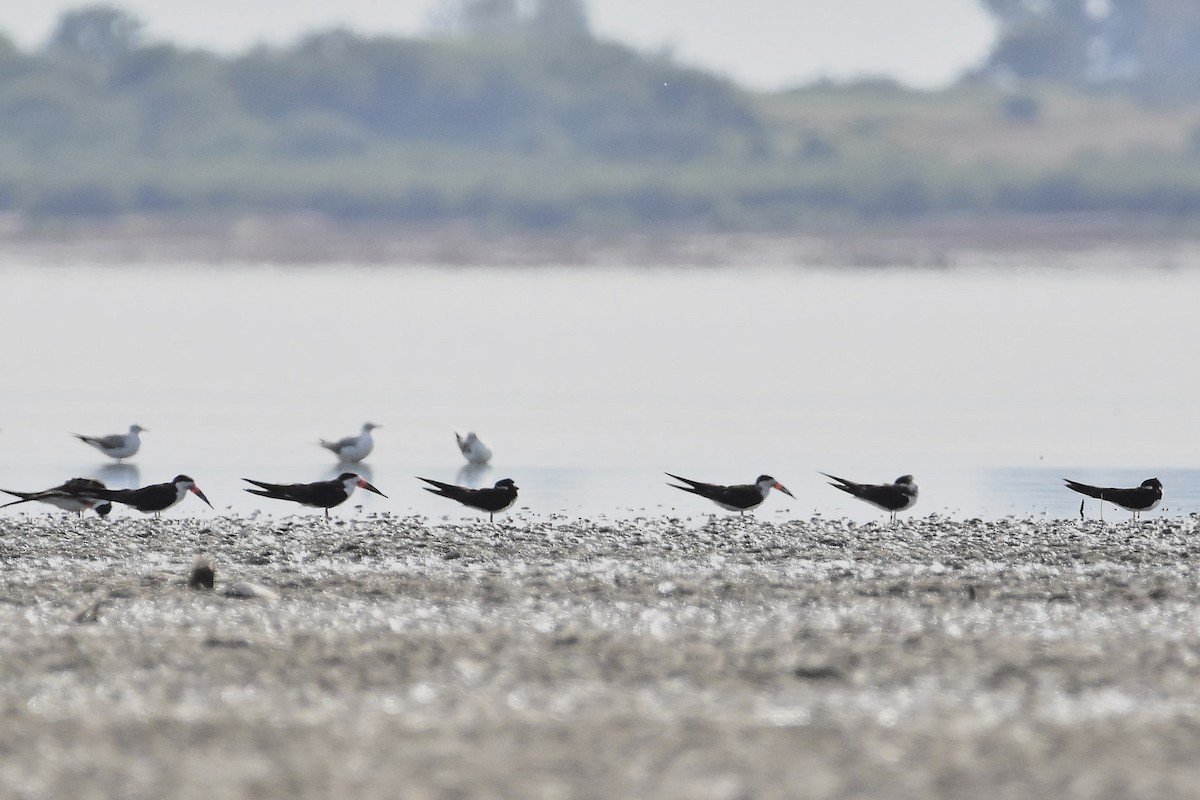 Black Skimmer - ML647478765