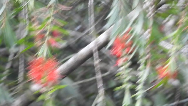 Червоїд світлобровий - ML647478766