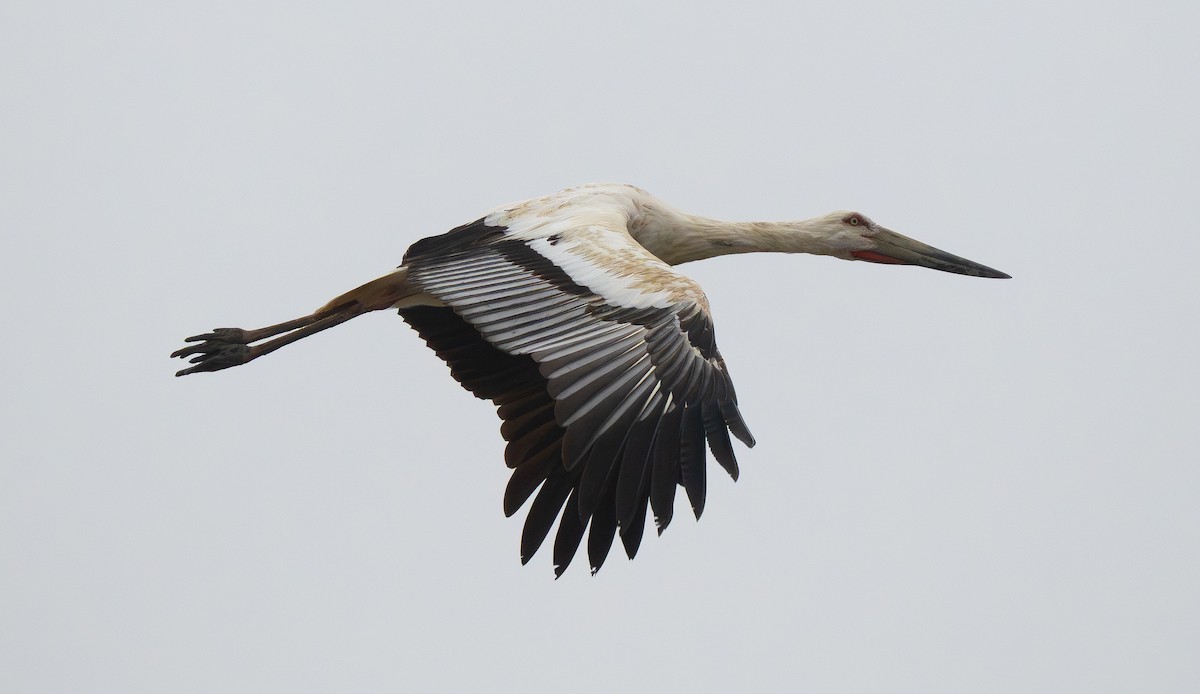Oriental Stork - ML647478781