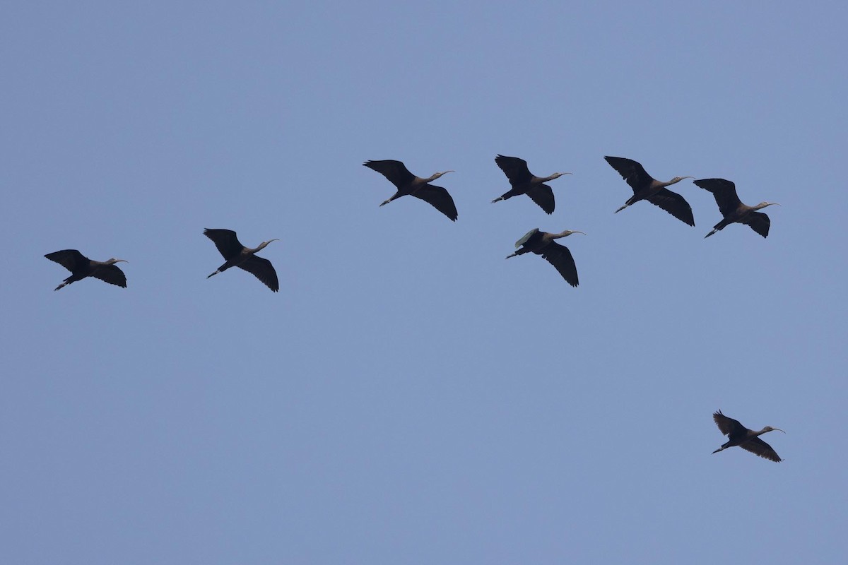 Glossy Ibis - ML647478784