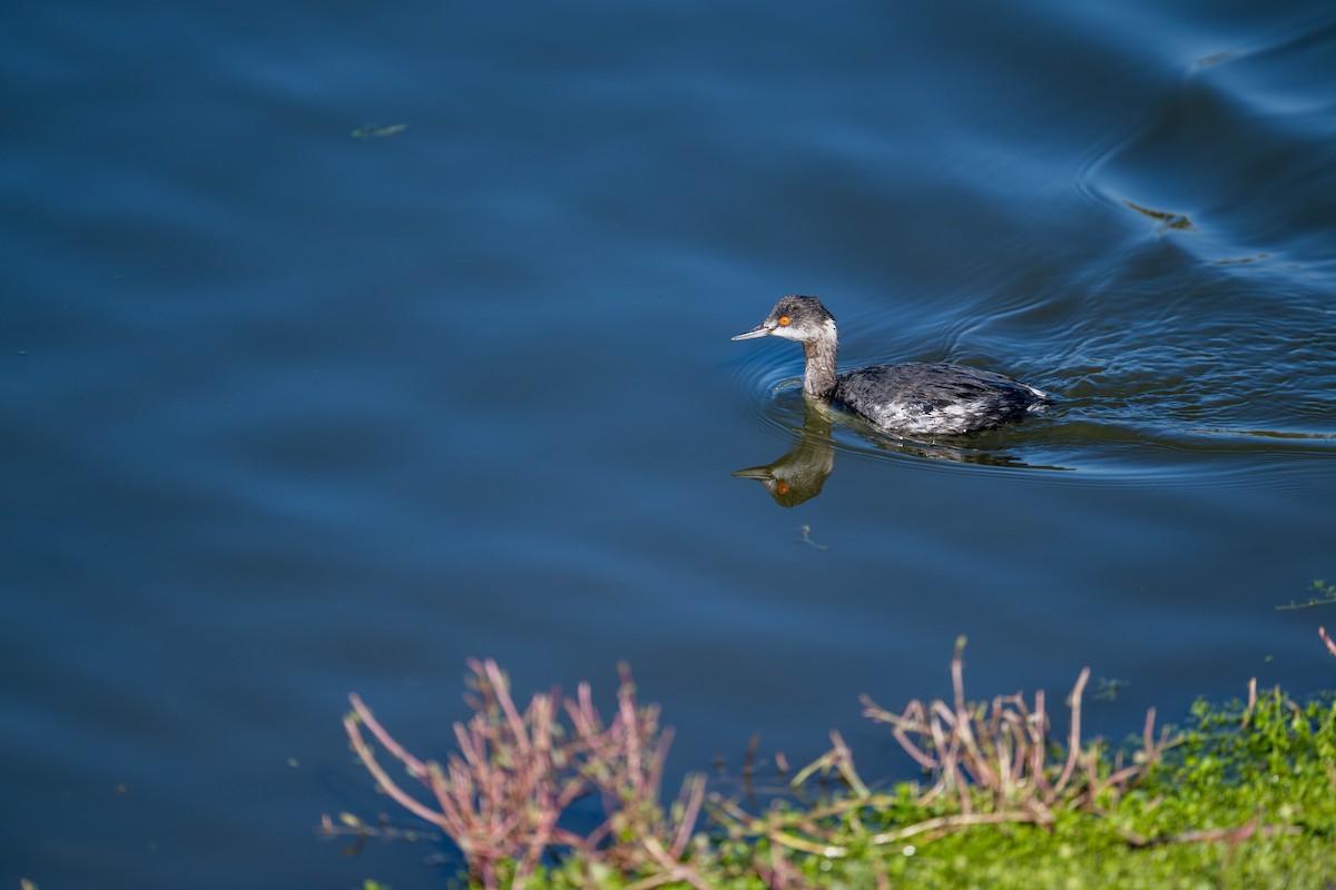 Eared Grebe - ML647478785