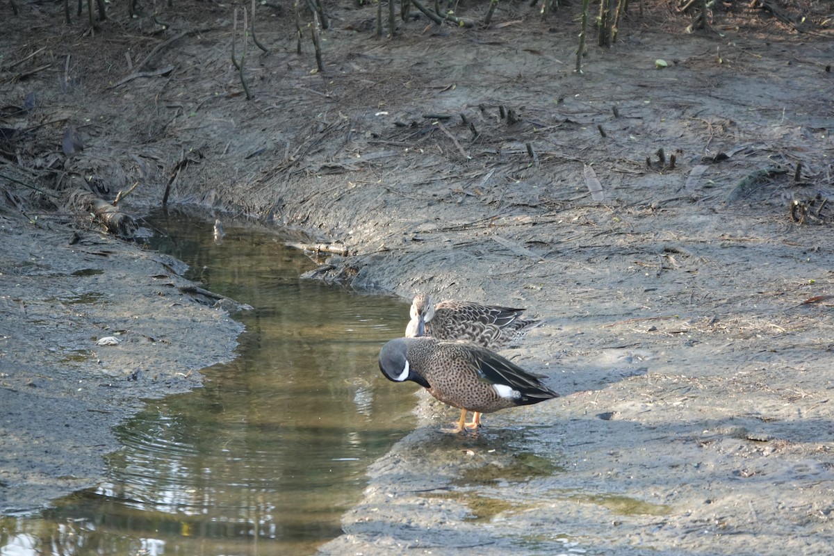 Blue-winged Teal - ML647478787