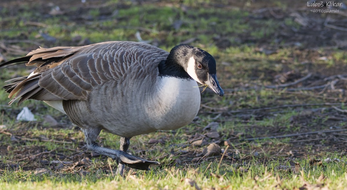 Canada Goose - ML647478788