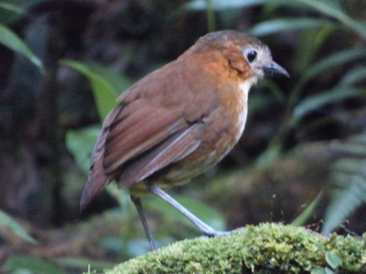 Rusty-tinged Antpitta - ML647478789