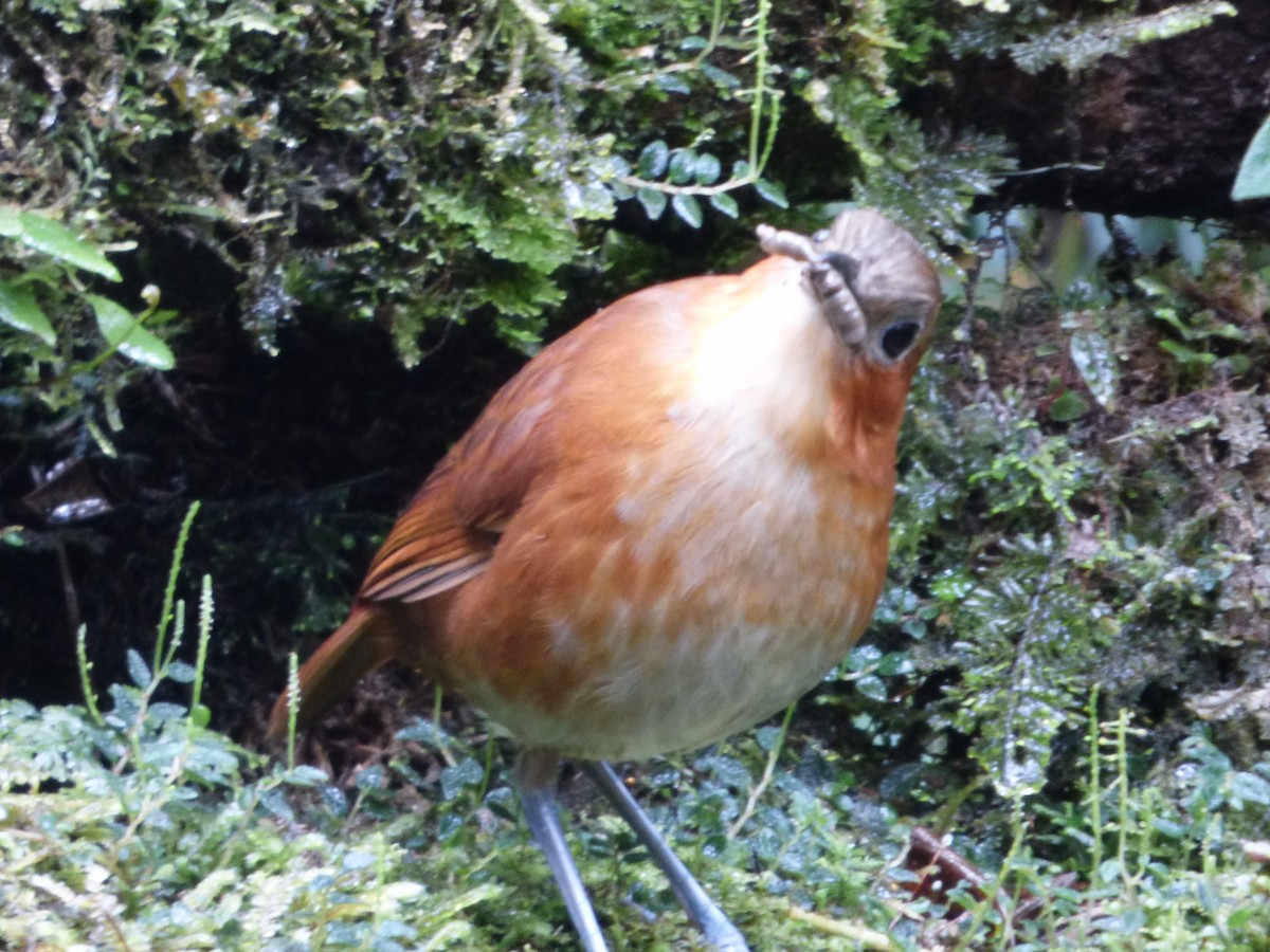 Rusty-tinged Antpitta - ML647478790