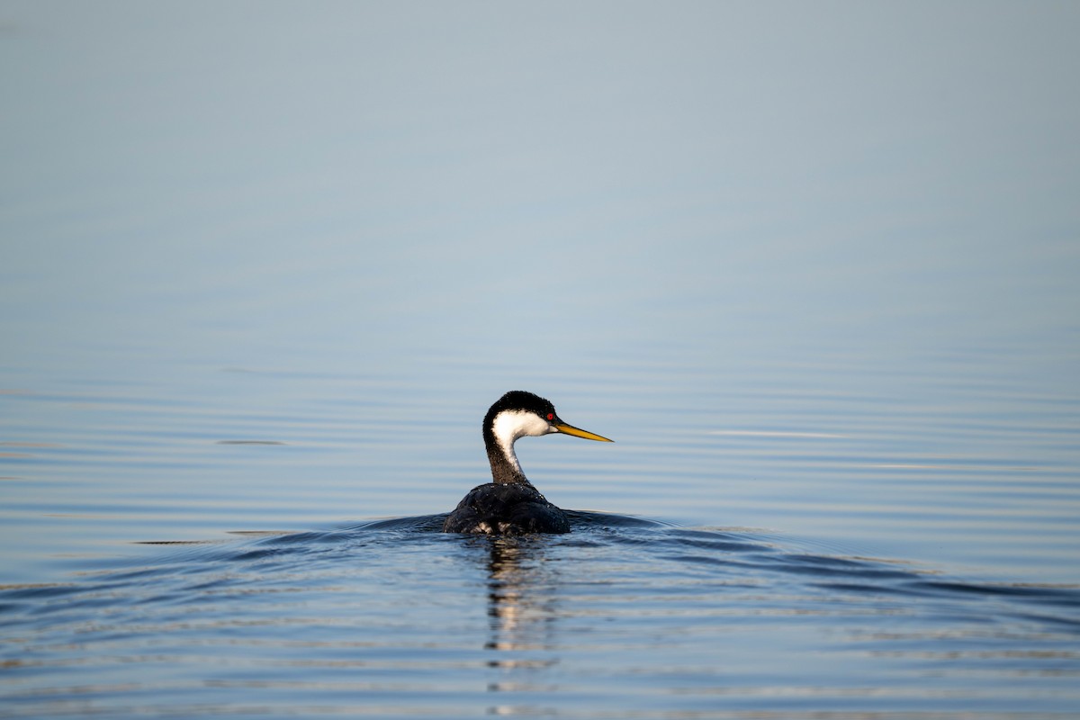 Western Grebe - ML647478791