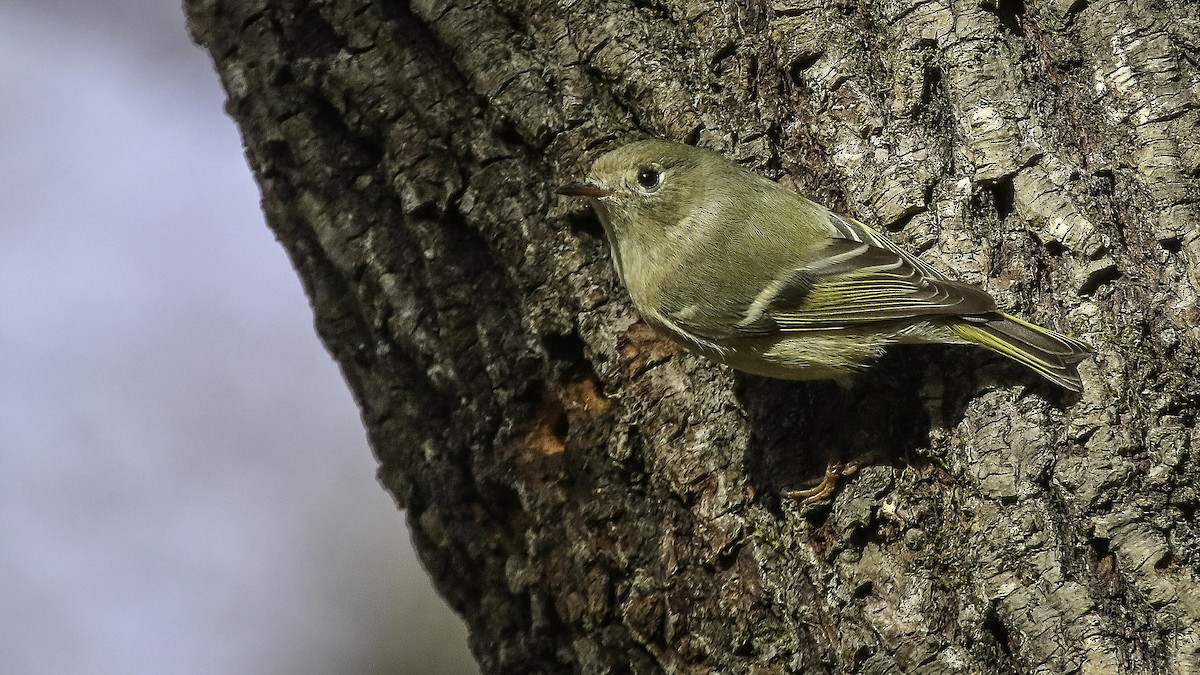 Ruby-crowned Kinglet - ML647478793