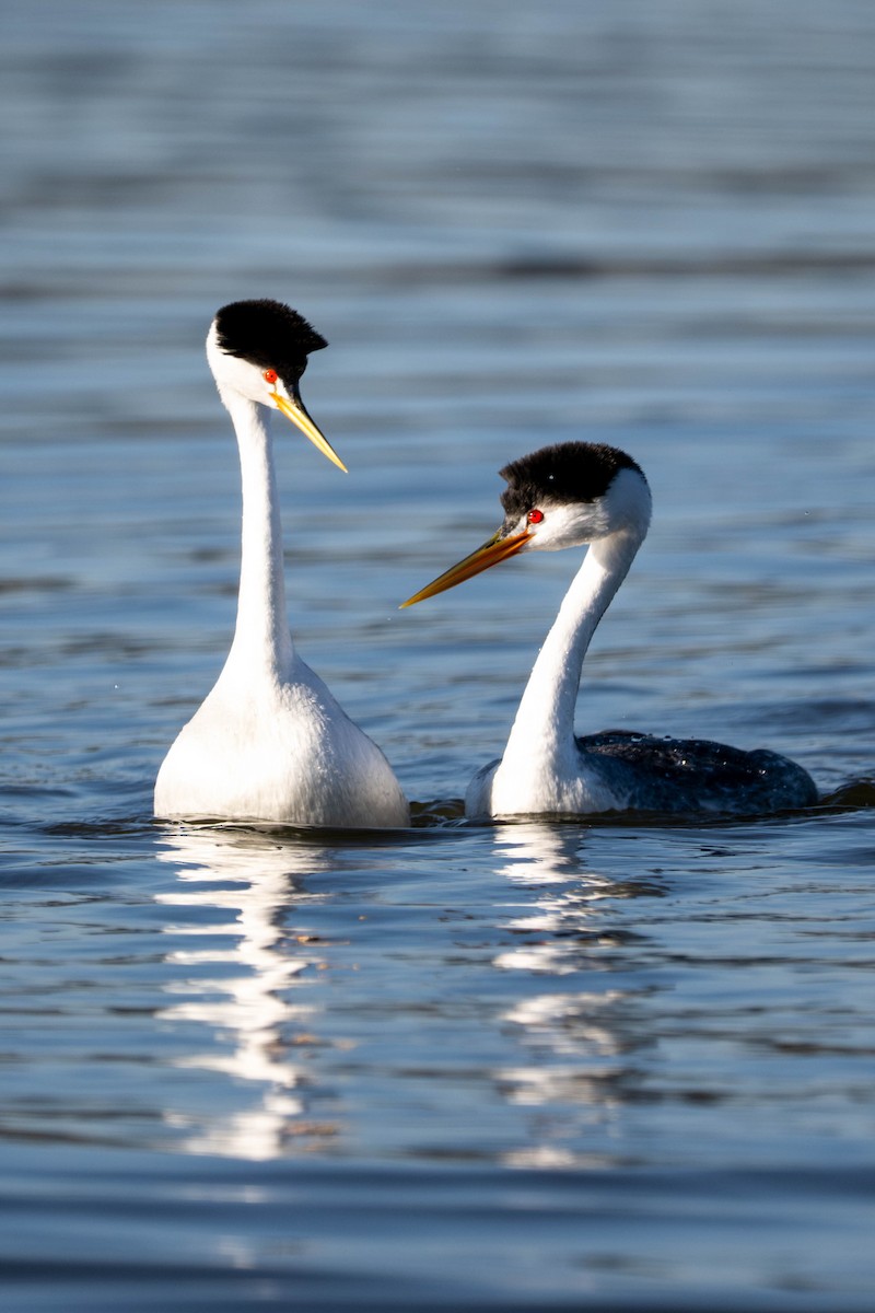 Clark's Grebe - ML647478795