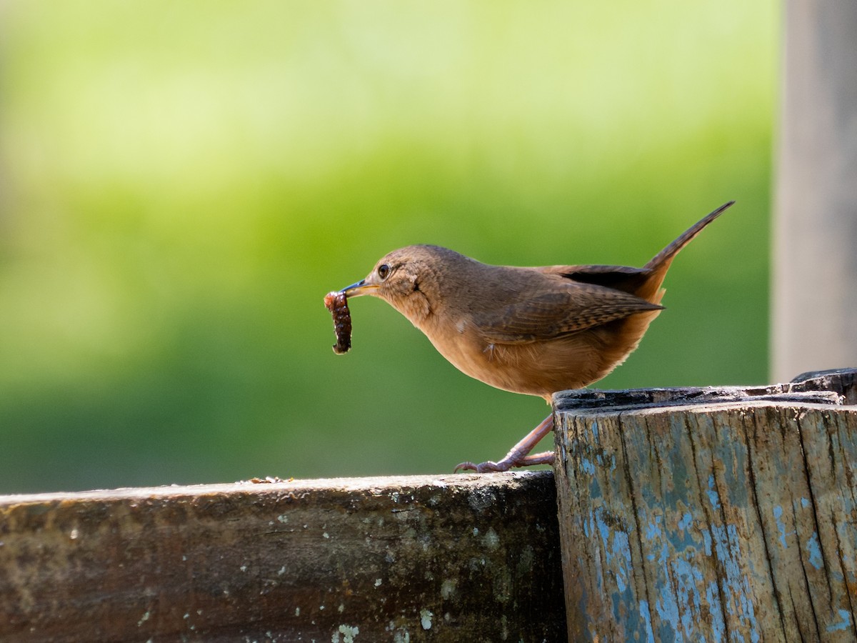 Southern House Wren - ML647478796