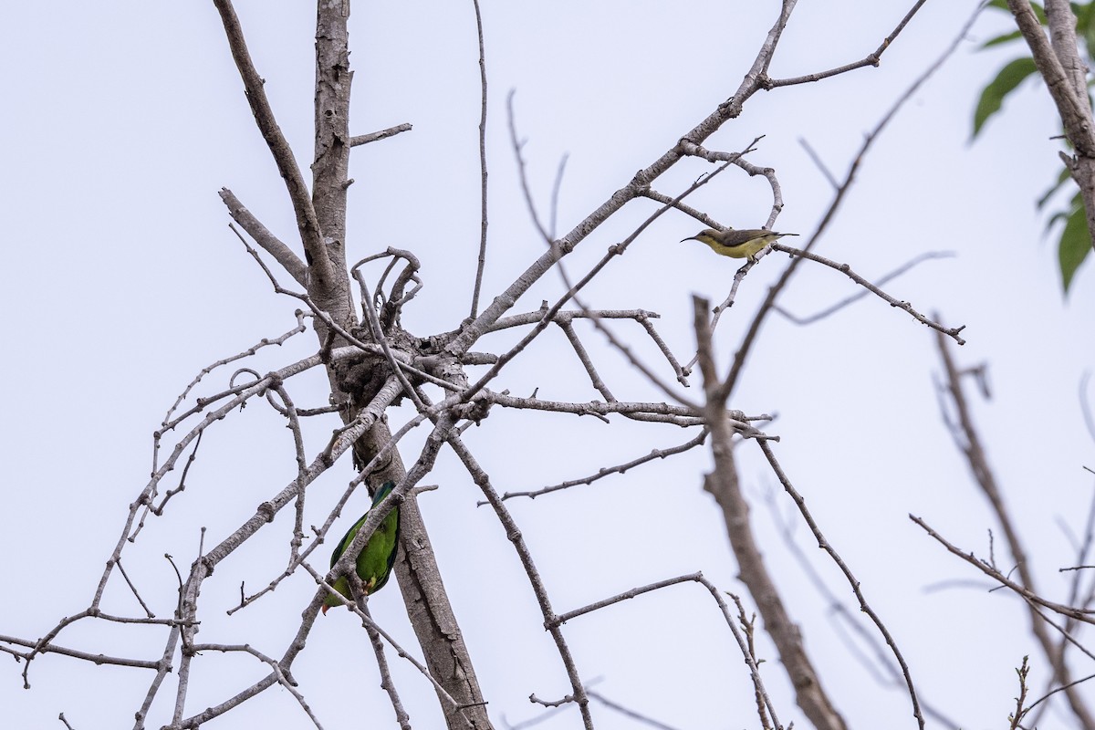 Purple Sunbird - ML647478797