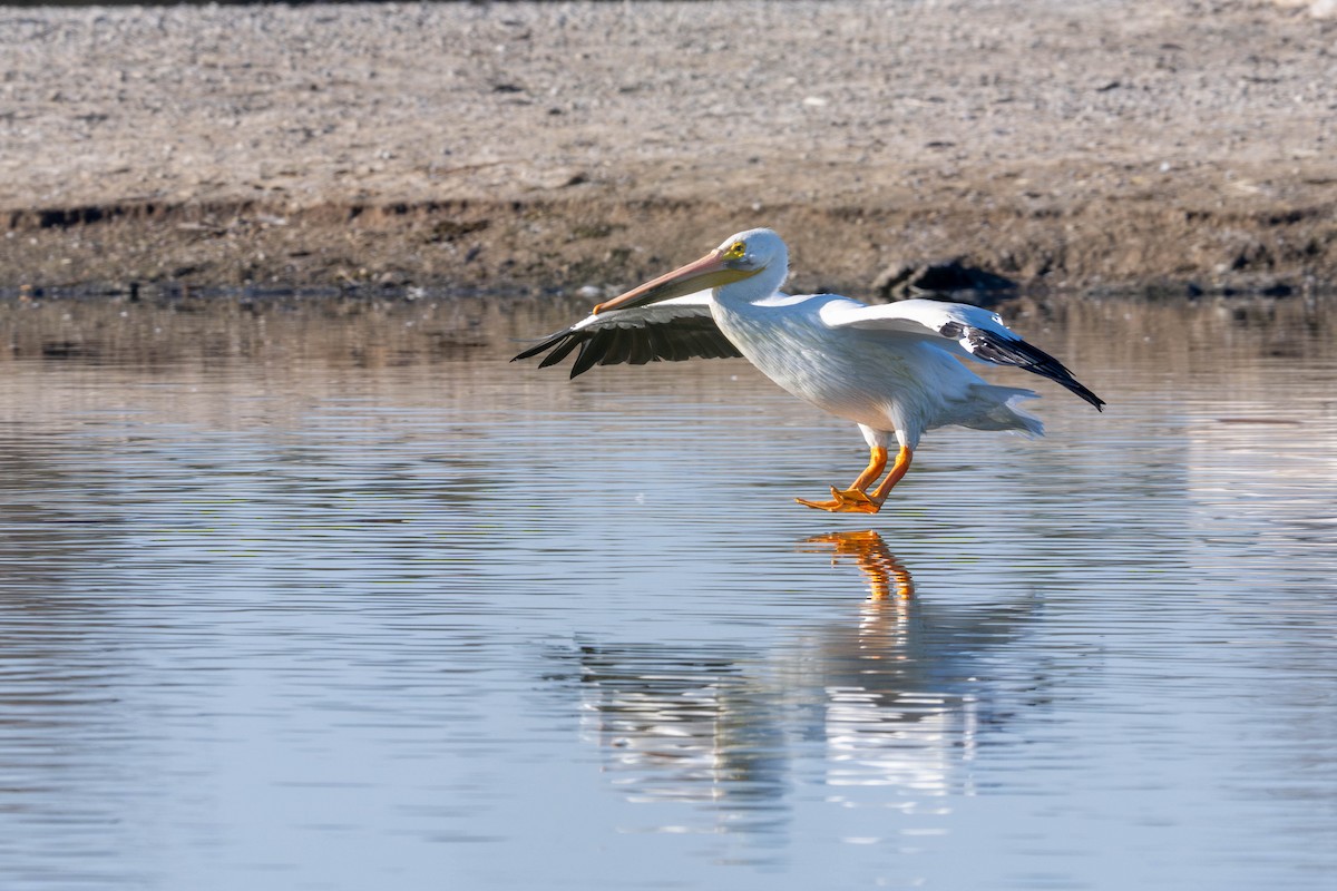 American White Pelican - ML647478799