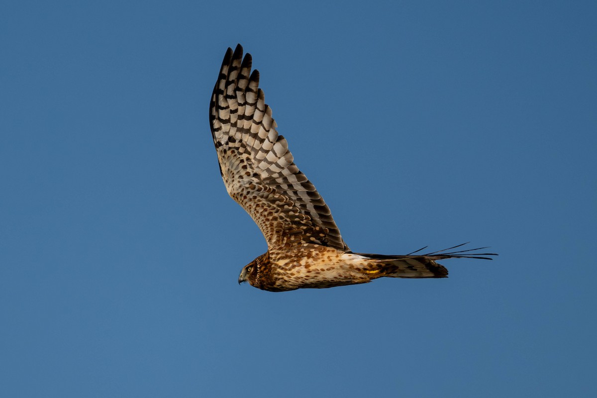 Northern Harrier - ML647478800