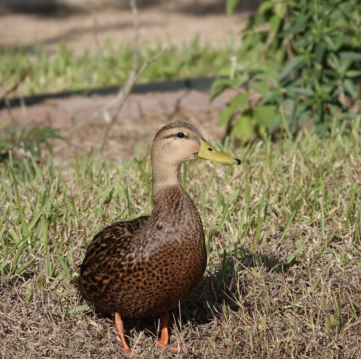 Mottled Duck - ML647478801