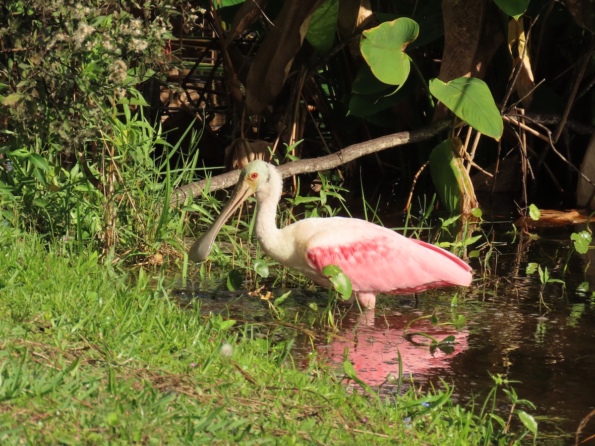 Roseate Spoonbill - ML647478802