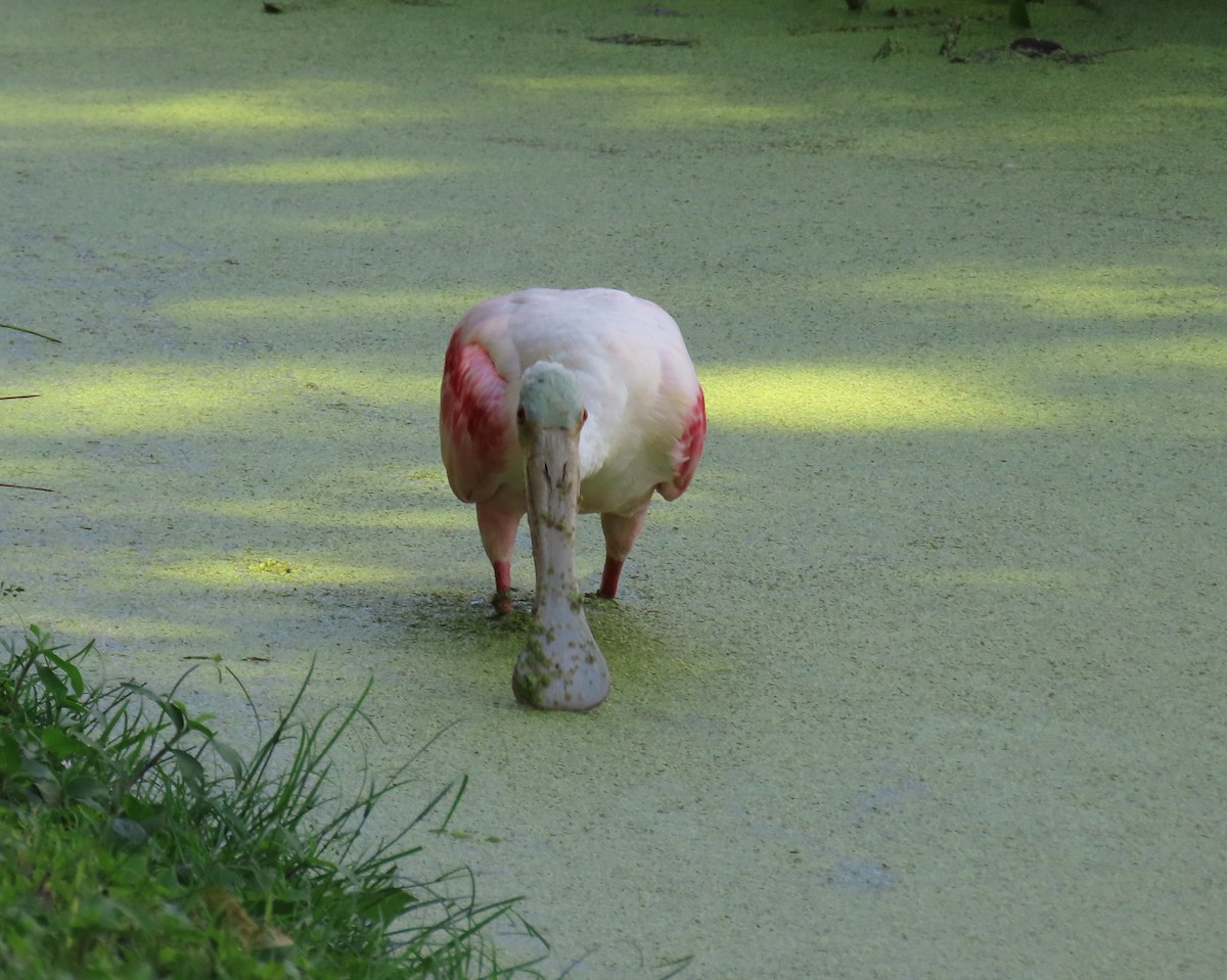 Roseate Spoonbill - ML647478803