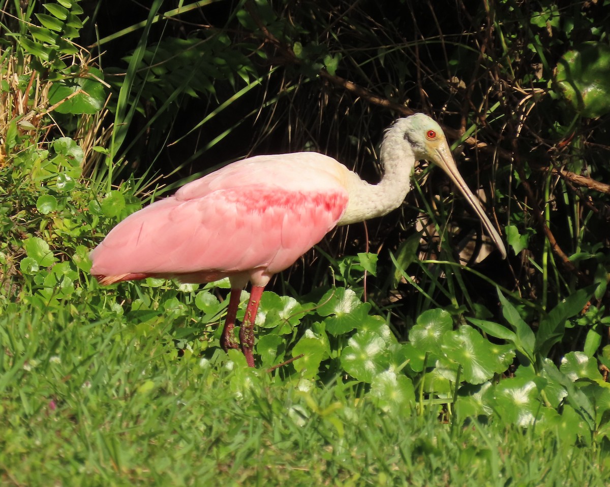 Roseate Spoonbill - ML647478804